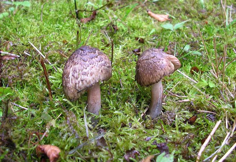 Inocybe haemacta (    Berk. & Cooke)    Sacc.